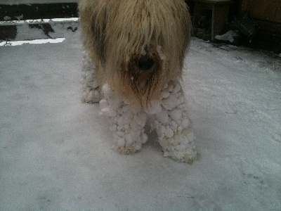 du Val de Méouge - Harry le briard des neiges