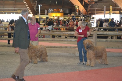 du Val de Méouge - Ewa 1ère EXC CAC CACIB BOB Avignon 2013 