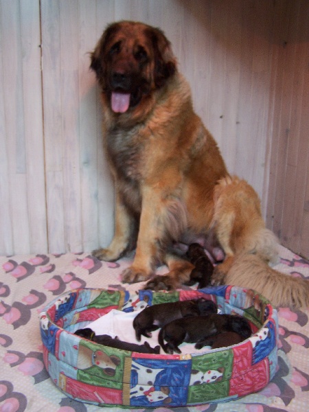 des Terres de Brière - Leonberger - Portée née le 24/05/2009