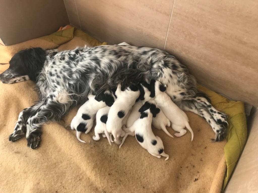 de la vallée des Picabans - Chiots Setter Anglais  LOF à réservé .