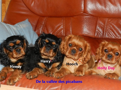 de la vallée des Picabans - Holly Day ,Hooch,Harry & Hendy