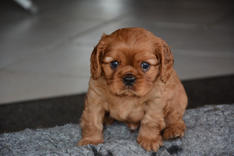 de la vallée des Picabans - Cavalier King Charles Spaniel - Portée née le 07/04/2016