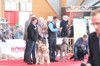 Pic d’ARLEE - Amiens - Spéciale de Race 