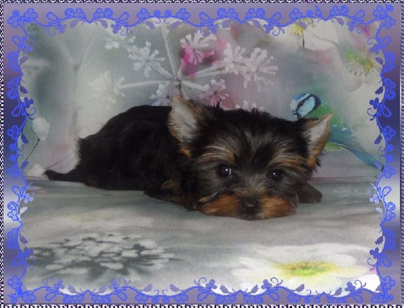 aux Anges d'Imzelle - Chiots disponibles - Yorkshire Terrier