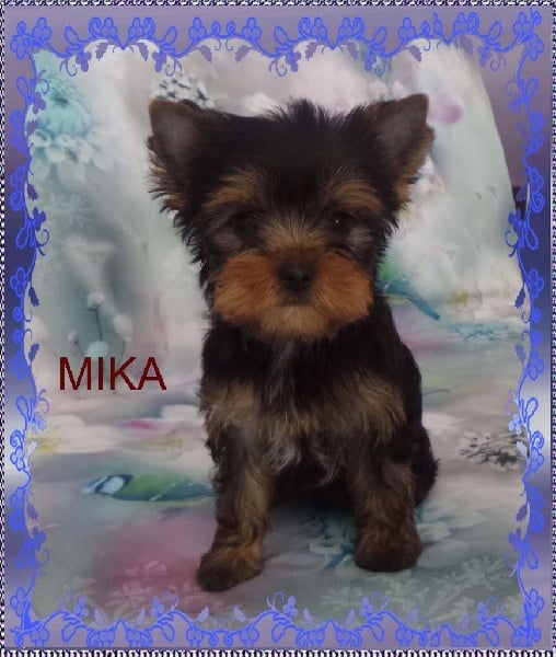 aux Anges d'Imzelle - Chiots disponibles - Yorkshire Terrier