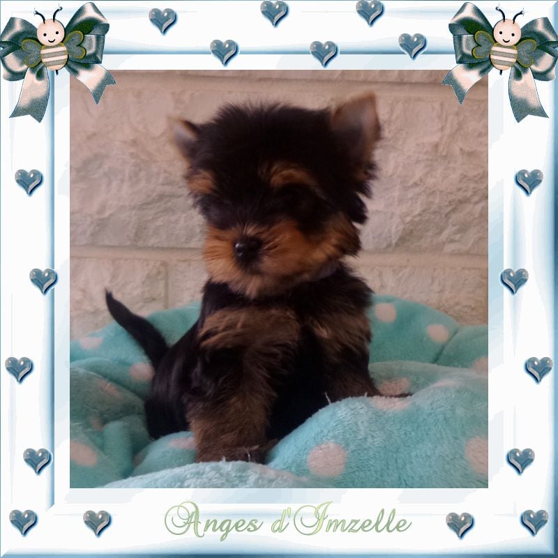 aux Anges d'Imzelle - Chiots disponibles - Yorkshire Terrier