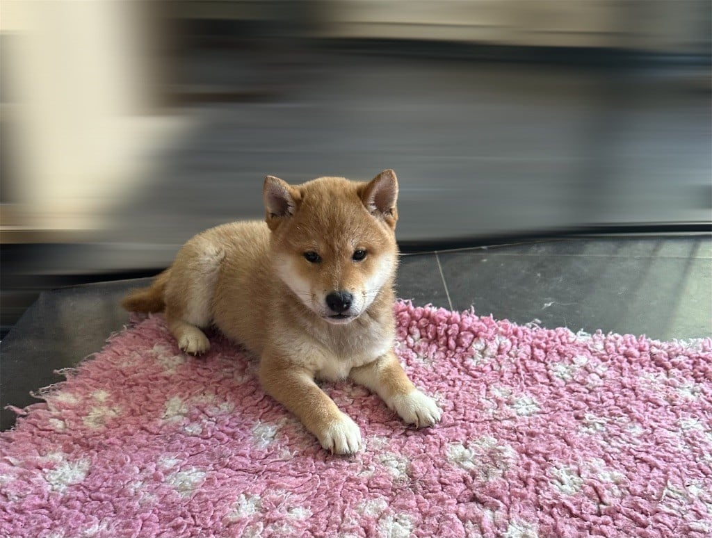 Chiot Shiba Des lianes de mysore