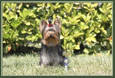 des Coteaux de Rompsay - EBLOUISSANTE LADY  1ère sortie en Puppy