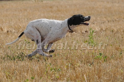 du comte de Batz Castelmore - Champ. d'Europe Pointer GQ