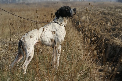 du comte de Batz Castelmore - Champ. d'Europe Pointer GQ : Blanco se classe ......