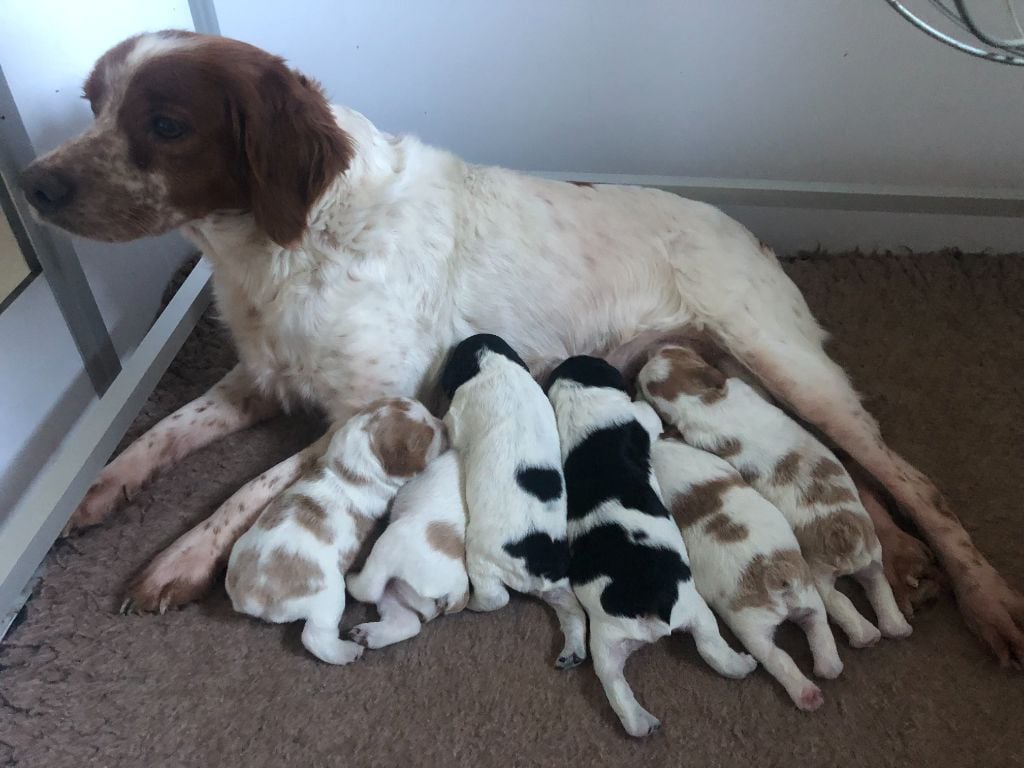 Chiot Epagneul Breton du comte de Batz Castelmore