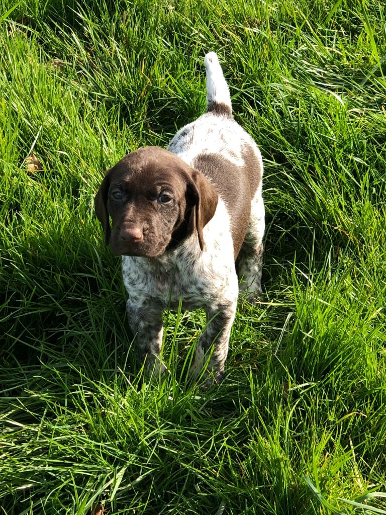 du comte de Batz Castelmore - Chiots disponibles - Braque allemand à poil court