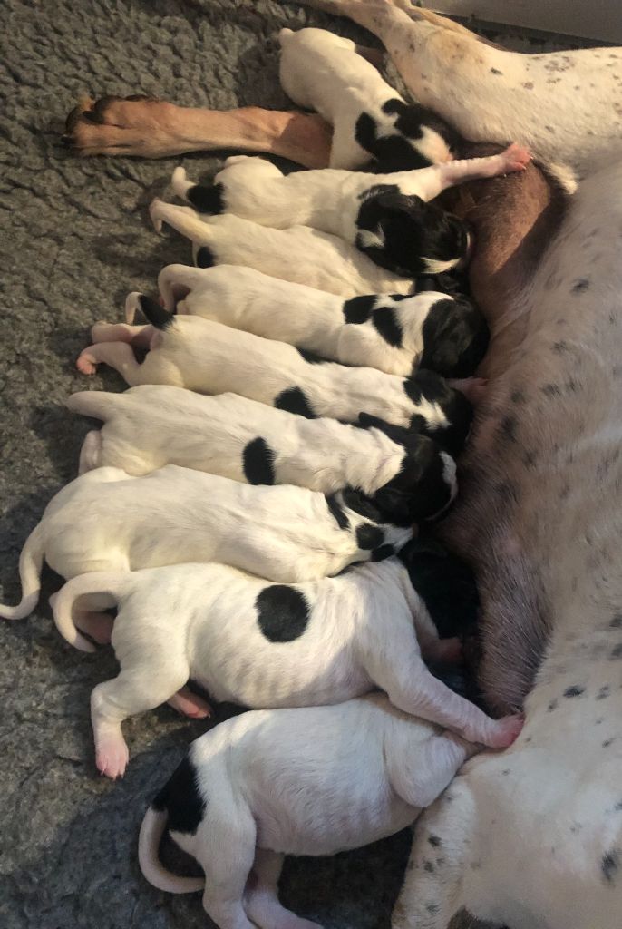 Chiot Pointer du comte de Batz Castelmore