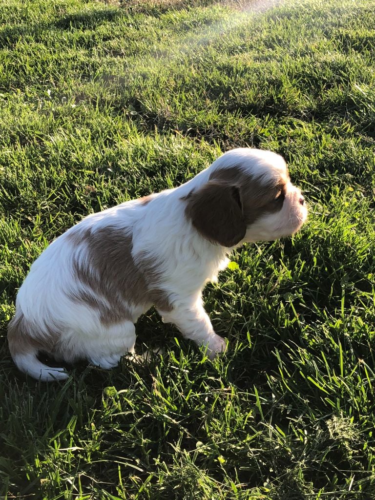 du comte de Batz Castelmore - Chiots disponibles - Cavalier King Charles Spaniel