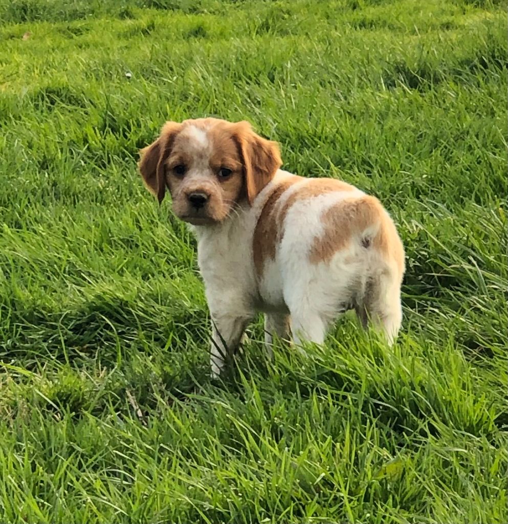 du comte de Batz Castelmore - Chiots disponibles - Epagneul Breton