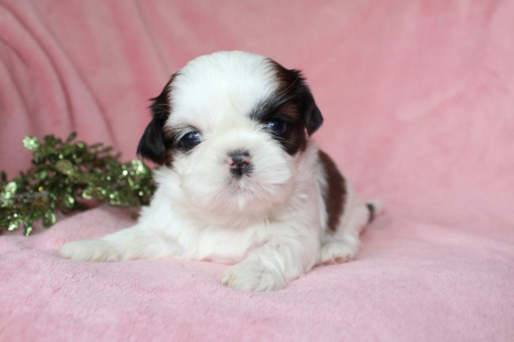 de la magie de lys - Chiots disponibles - Shih Tzu