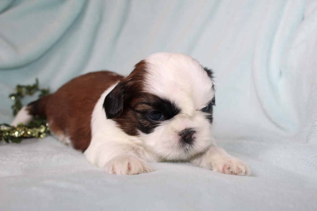 de la magie de lys - Chiots disponibles - Shih Tzu