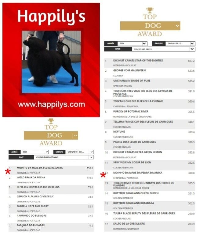 Happily's - TOP DOG 2024 -  France 