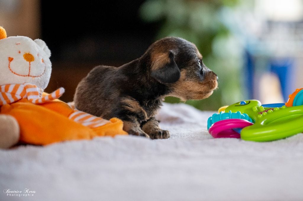 du mas de Canteperdrix - Chiots disponibles - Teckel poil dur