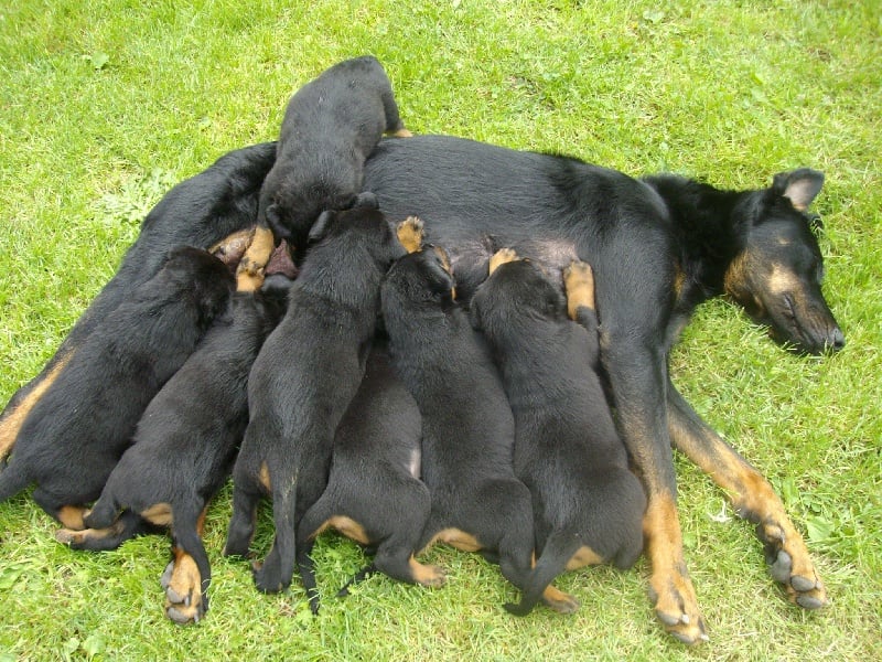 Chiot Berger de Beauce du domaine du moulinet