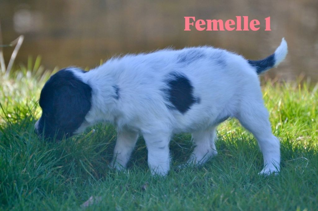 Sologne Hunters's - Chiots disponibles - English Springer Spaniel