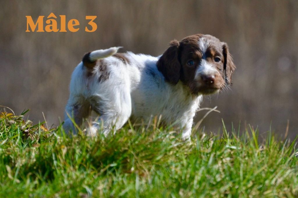 Sologne Hunters's - Chiots disponibles - English Springer Spaniel