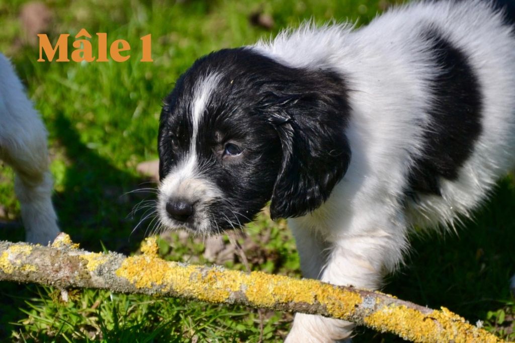 Sologne Hunters's - Chiots disponibles - English Springer Spaniel