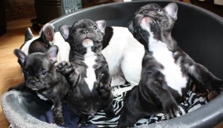 Chiot Bouledogue français de la terre des princes