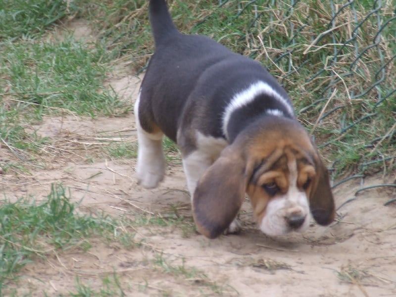 Deuz Tal ar Mor - Beagle - Portée née le 29/06/2009