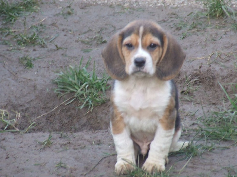 Deuz Tal ar Mor - Beagle - Portée née le 10/12/2014