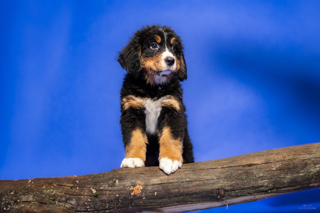 de la Lumière d'Eden - Chiots disponibles - Bouvier Bernois