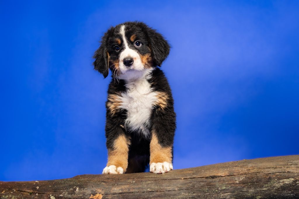 de la Lumière d'Eden - Chiots disponibles - Bouvier Bernois