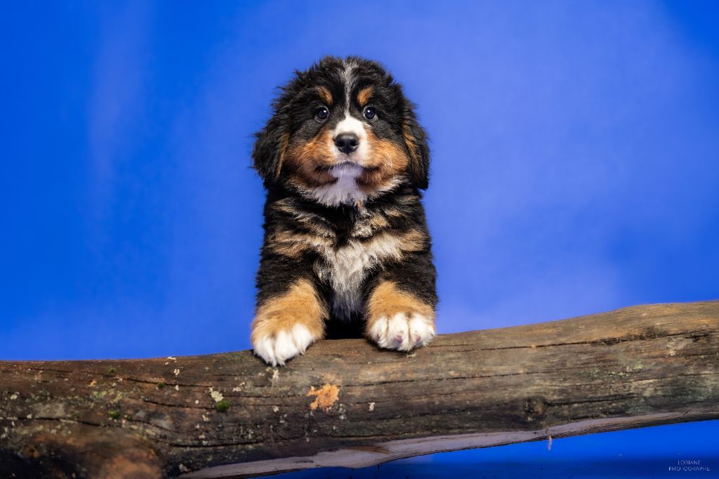 de la Lumière d'Eden - Chiots disponibles - Bouvier Bernois