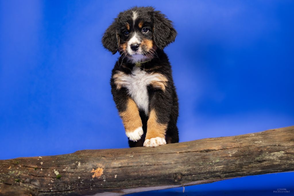 de la Lumière d'Eden - Chiots disponibles - Bouvier Bernois