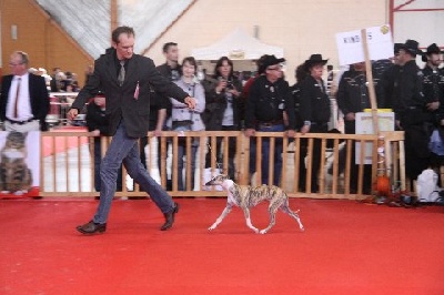 of Cyly of Course - 2 mai 2010 Amiens CacIb... une exc journée ! 