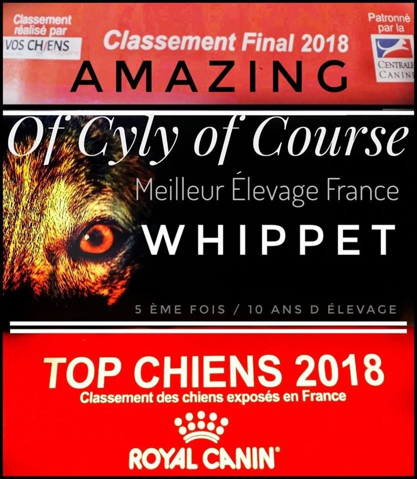 of Cyly of Course - Meilleur Elevage Français Whippet  2018