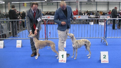 of Cyly of Course - CACIB Toulouse, 23 février 2013