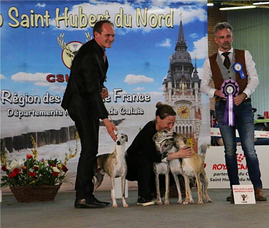 of Cyly of Course - Premier Lot de Reproducteur et Best in Show !!!