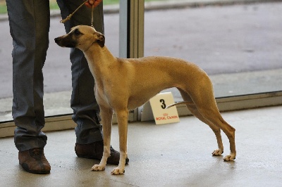 of Cyly of Course - Paris Dog Show