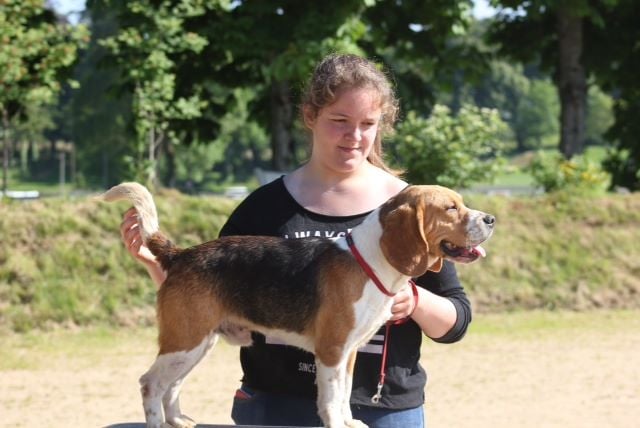 du Rallye de Beauport - Nationale d'Elevage du Club du Beagle