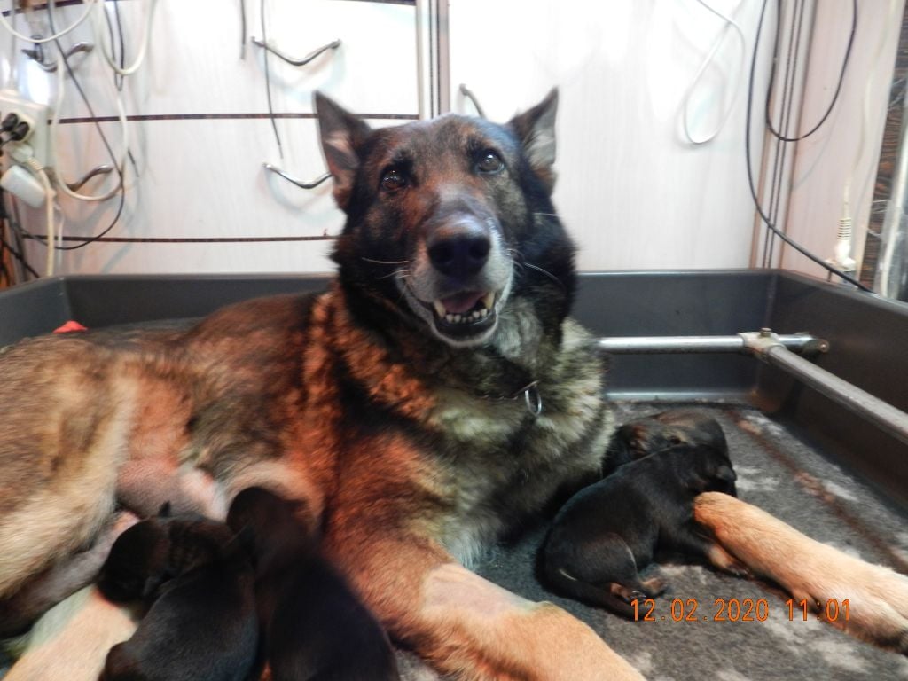 Chiot Berger Allemand de la Forêt aux Elfes