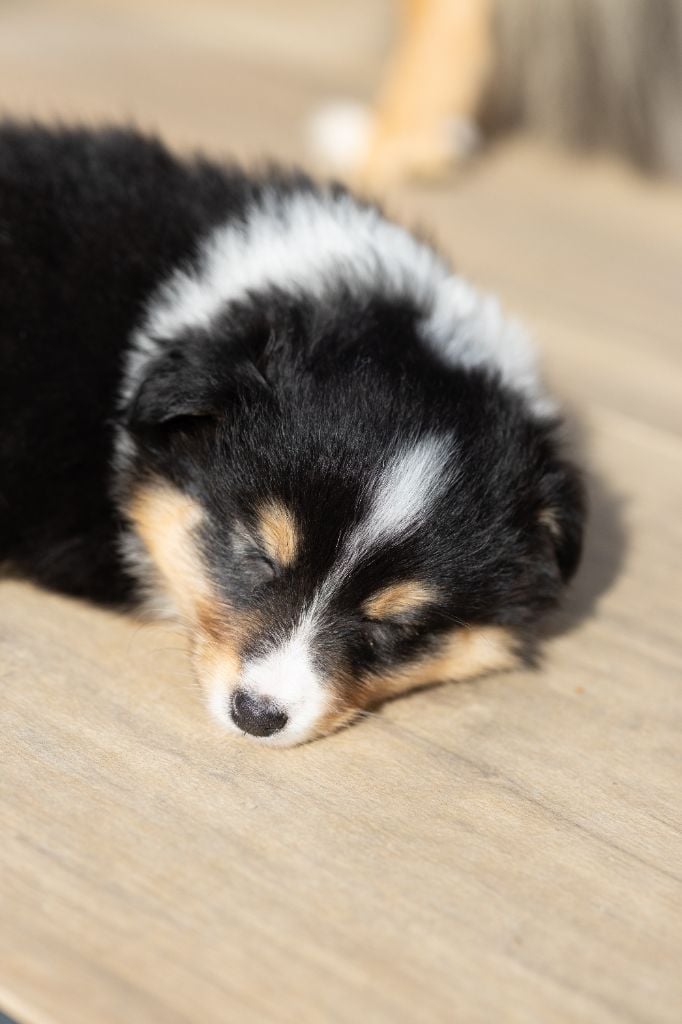 du domaine du Jaunay - Chiots disponibles - Shetland Sheepdog