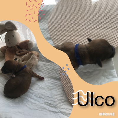 ULCO