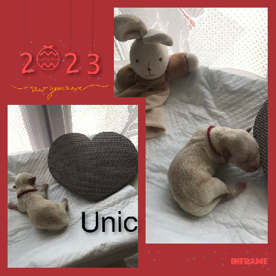 UNIC