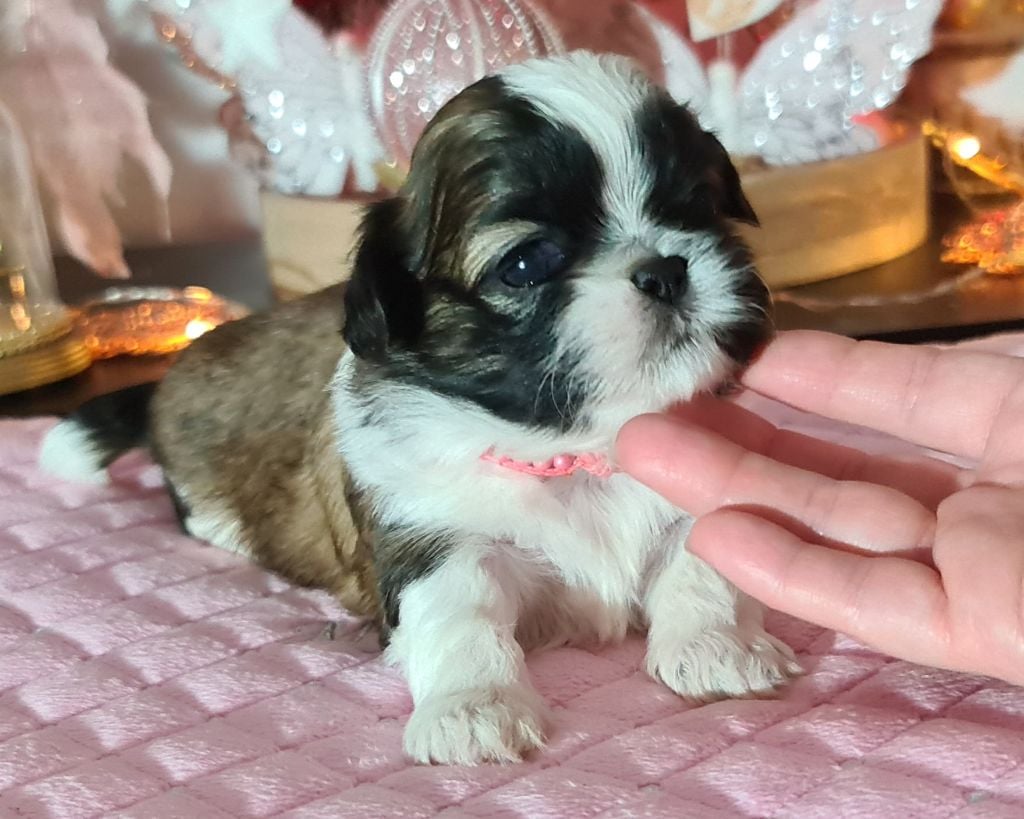 Chiot femelle avec une personnalité unique !