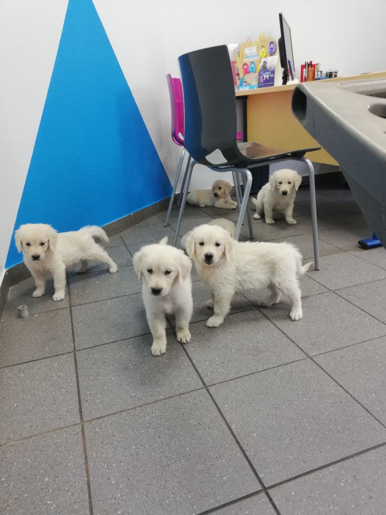 Départs possible des premiers chiots