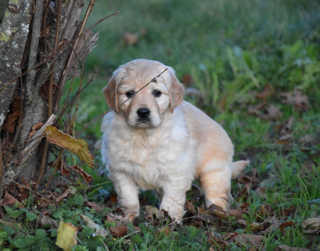 Lealta's Edition - Chiots disponibles - Golden Retriever