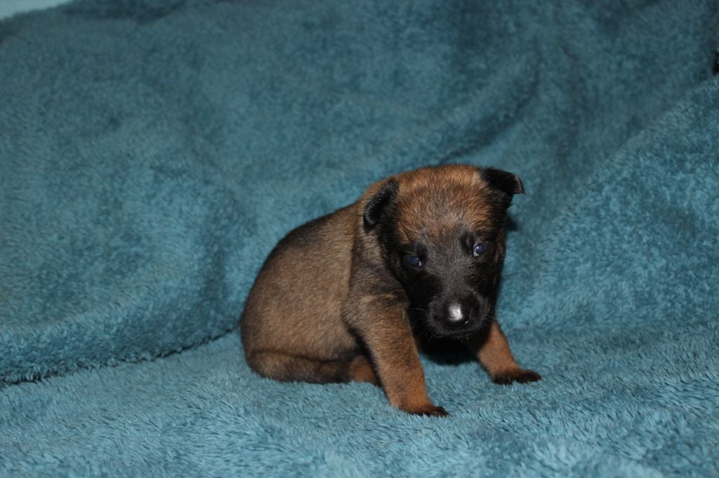 Chiot Berger Belge des foudres d'altesse