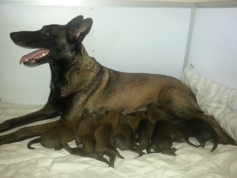 Chiot Berger Belge des foudres d'altesse