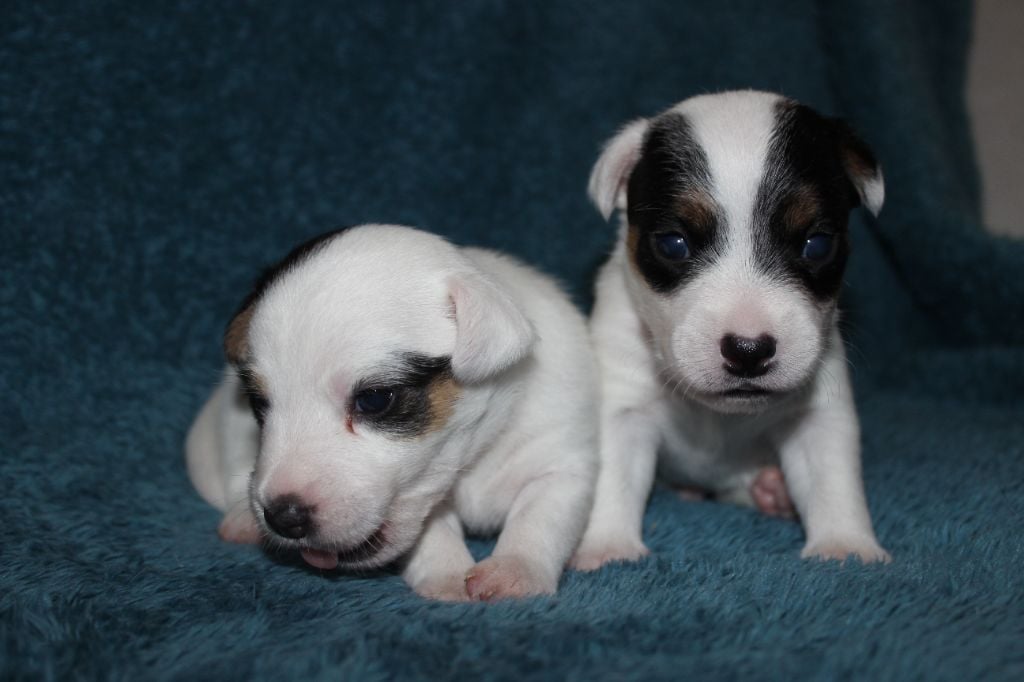 Chiot Jack Russell Terrier des foudres d'altesse